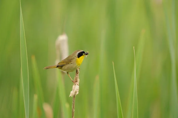 Yellowthroat Warbler Close Profile View Perched Cattail Insect Its Beak — Stock Photo, Image