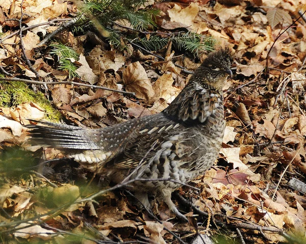 Partridge Pták Close Profil Pohled Procházky Lese Podzimní Sezóně Zobrazující — Stock fotografie