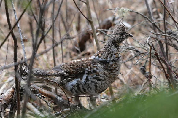 Partridge Bird Close Προβολή Προφίλ Περπάτημα Στο Δάσος Κατά Την — Φωτογραφία Αρχείου