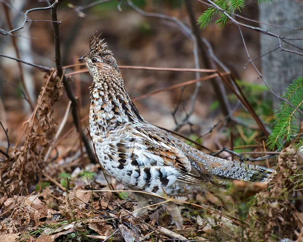 Partridge Pták Close Profil Pohled Procházky Lese Podzimní Sezóně Zobrazující — Stock fotografie