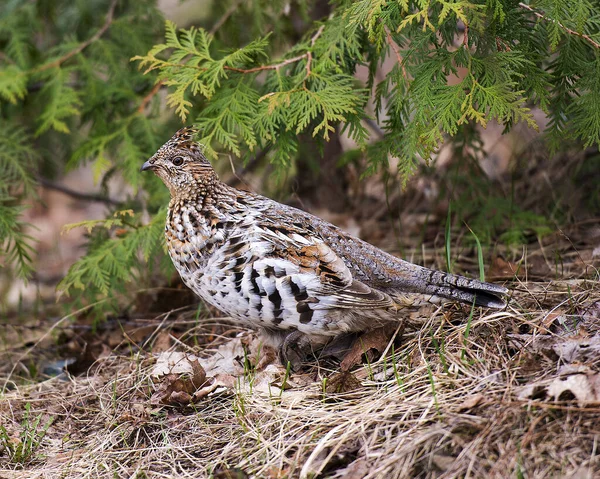 Vue Rapprochée Des Oiseaux Perdrix Marchant Dans Forêt Automne Montrant — Photo