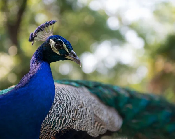 Peacock Közelkép Profil Gyönyörű Színes Madár Peacock Madár Kijelző Hajtsa — Stock Fotó