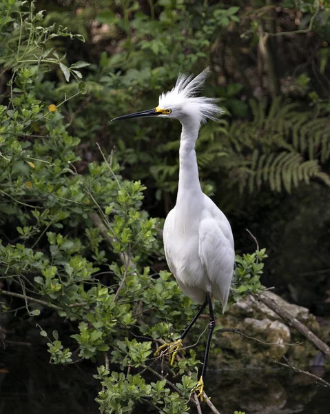 Aigrette Des Neiges Vue Profil Rapprochée Perchée Sur Une Branche — Photo