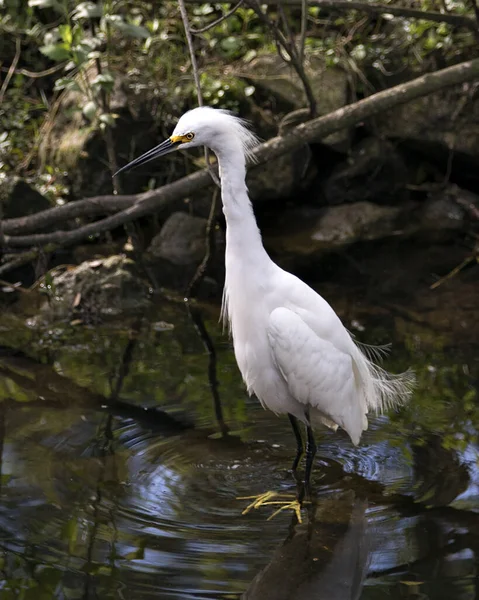 Сніг Egret Крупним Планом Вид Воду Камінням Мохом Показує Біле — стокове фото