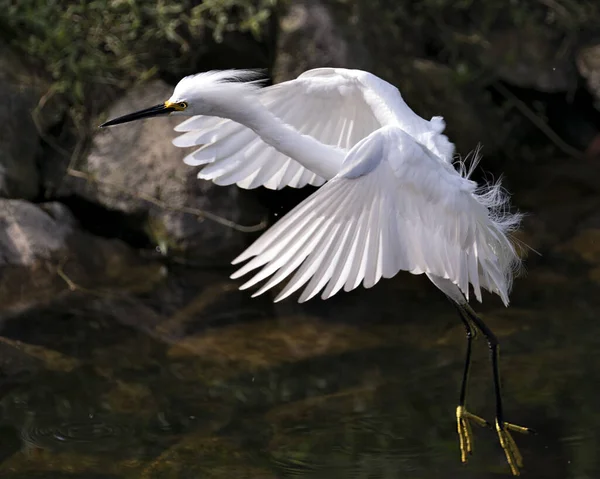 Snowy Egret Ptak Zbliżenie Profil Widok Przelatujące Nad Wodą Wyświetlające — Zdjęcie stockowe