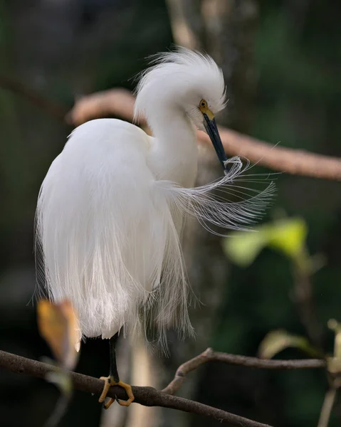 Snowy Egret Zbliżenie Profil Widok Siedzący Gałęzi Rozmytym Tle Czyszczenie — Zdjęcie stockowe