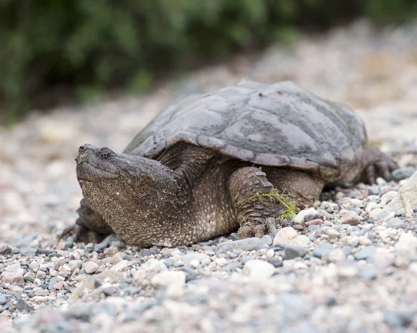 Snapping turtle head close-up profile view displaying its turtle shell, head, eye, nose, paws, with bokeh background in its environment and surrounding.