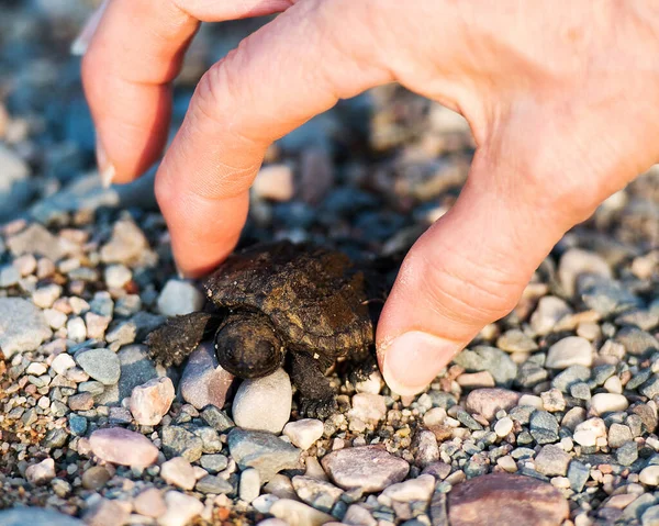 Kaplumbağa bebek yakın çekim profil görüntüsü, bir insan parmağı tutun. Yavru kaplumbağa insan parmakları üzerinde.