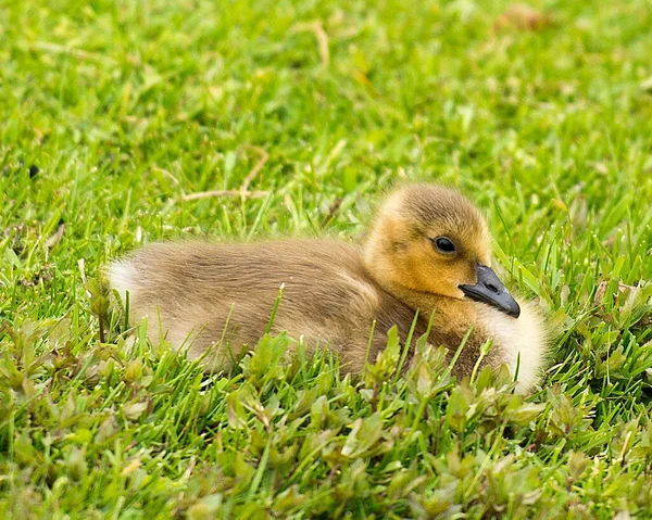 Gansos Canadenses Bebê Sentado Grama Verde Desfrutando Seu Ambiente Habitat — Fotografia de Stock