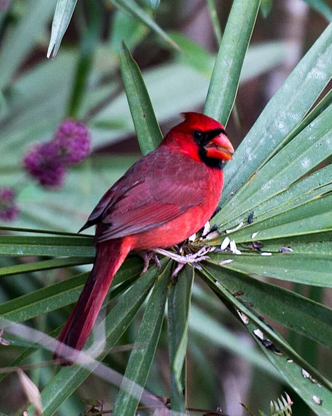 Cardinal Bird Male Perched Palm Tree Branch Showing Its Beautiful — Stock Photo, Image