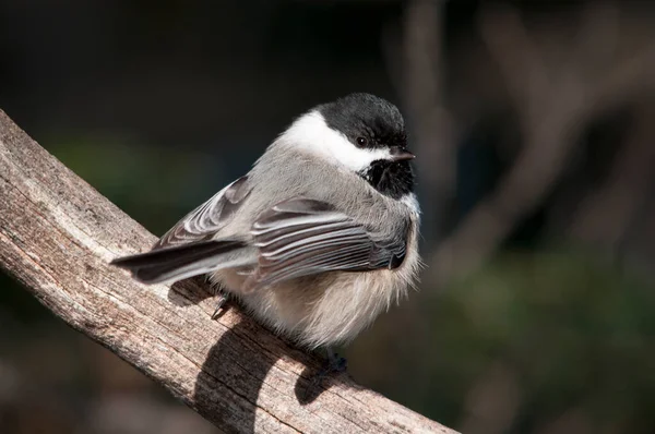 Chickadee Pájaro Encaramado Una Rama Disfrutando Entorno Medio Ambiente Mientras —  Fotos de Stock