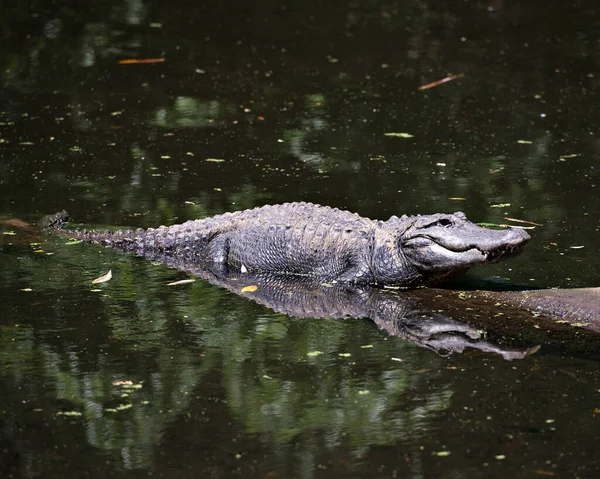 Alligator Vista Cerca Del Perfil Agua Tomando Sol Con Reflejo — Foto de Stock