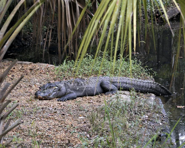 Nahaufnahme Des Alligator Profils Das Wasser Ruht Körper Kopf Schwanz — Stockfoto