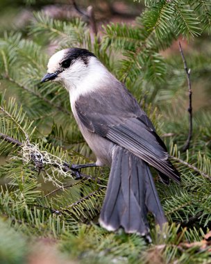 Gri Jay, köknar ağacı dalına tünemiş, çevresindeki ve habitatındaki bulanık bir arka plana sahip profil görüntüsü, gri tüy tüylerinin kanatları ve kuyruğunu gösteriyor..