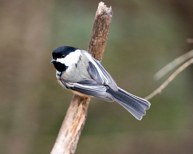 Çevresindeki ve habitatındaki bulanık arkaplanlı bir ağaç dalına yakın çekim profil görüntüsü, gri tüylü kanat ve kuyruk, siyah başlık. Görüntü. Görüntü. Portre.