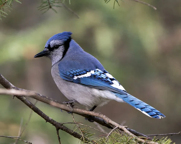 Blue Jay close-up perched on a branch with a blur background in the forest environment and habitat displaying blue feather plumage wings.