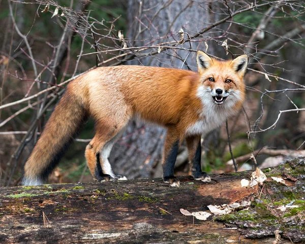 Red fox close-up profile view standing on a big moss log with a forest background in its environment and habitat displaying fox tail, open mouth, fox teeth.