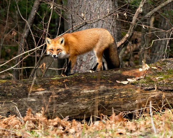 Red fox close-up profile view standing on a big moss log with a forest background in its environment and habitat displaying fox tail, open mouth, fox teeth.