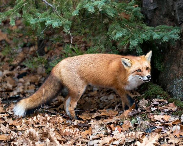 Vue Profil Rapprochée Renard Roux Avec Des Aiguilles Épinette Arrière — Photo