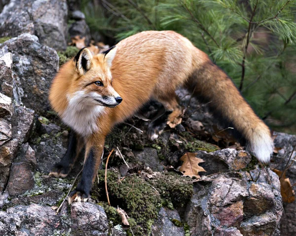 Red fox close-up profile view standing on a big moss rock with a pine tree background in its environment and habitat displaying fox tail, bushy tail, fox fur.