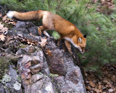 Kırmızı tilki profil görüntüsü büyük bir yosun kayasından iniyor. Çevresindeki bir çam ağacı arka planında tilki kuyruğu, çalılık kuyruk, tilki kürkü gibi doğal ortamları gösteriyor..