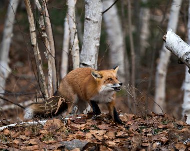 Kızıl Tilki 'nin yakın plan profil görüntüsü. Ağzı açık, huş ağacı ormanı arka planında, doğal ortamında tilki kuyruğu ve tilki kürkü sergiliyor. Fox stok fotoğrafları. 