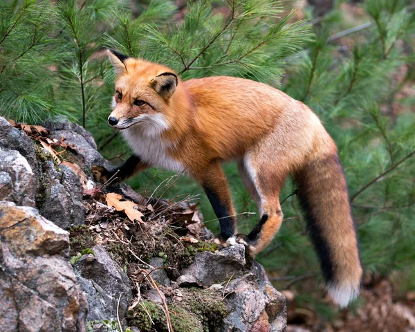 Röd Räv Närbild Profil Stående Stor Mossa Sten Med Tall — Stockfoto