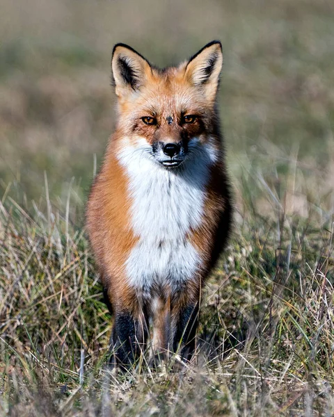 Red Fox Běží Směrem Vám Slunečním Světlem Očích Rozmazaným Pozadím — Stock fotografie