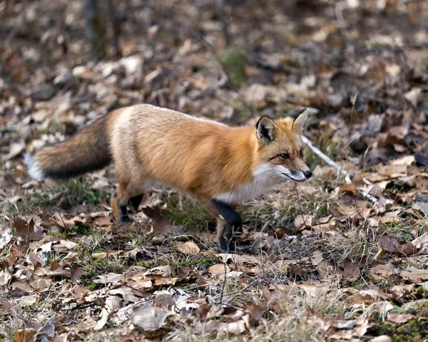 Red Fox in the forest foraging with a blur background, moss, autumn brown leaves in its environment and habitat, displaying fox tail, fox fur.