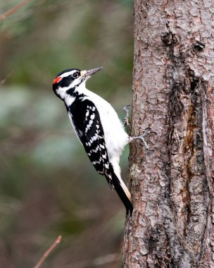 Ağaçkakan, çevresindeki bulanık bir arka plan ve beyaz ve siyah tüylü kanatları gösteren bir ağaç gövdesine yakın plan profil görüntüsü.