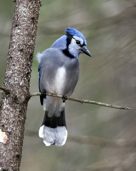 Blue Jay perched on a branch with a blur background in the forest environment and habitat. Image. Picture. Portrait. Looking to the right side.