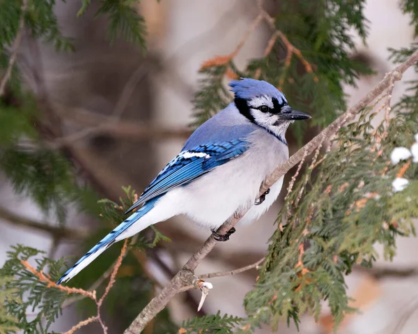 Blue Jay Stock Photos. Blue Jay perched on a branch with a blur background in the forest environment and habitat. Image. Picture. Portrait.