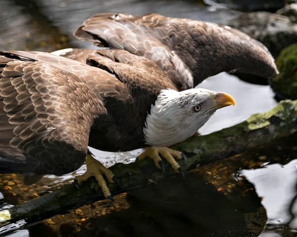 Bald Eagle Close Profile View Ready Flight Looking Sky Exibindo — Fotografia de Stock