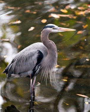 Mavi balıkçıl yakından profil görüntüsü bulanık bir su arka planında duruyor. Mavi tüy, baş, gaga, göz, bacaklar görünüyor. kendi ortamında ve doğal ortamında.