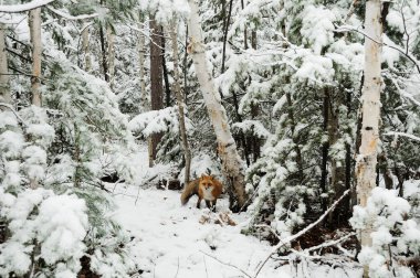 Kızıl Tilki, kış mevsiminde doğal ortamında ve doğal ortamında yapraklar üzerinde karla yakın çekim yapar. Fox Image 'da. Tilki Resmi.