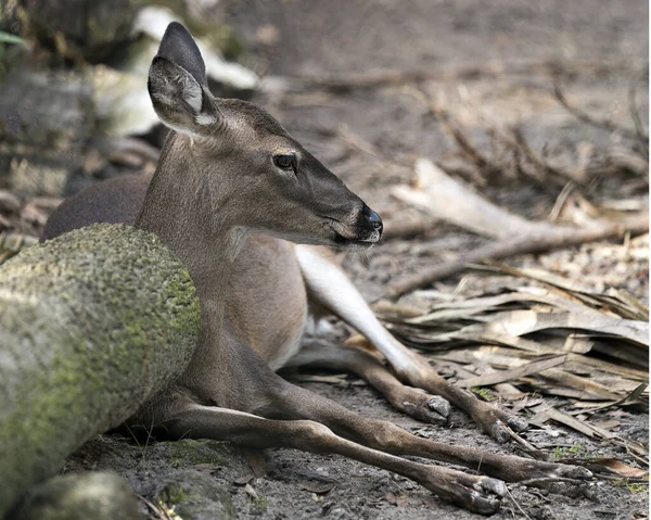 Veado Florida Key Deer Close Vista Perfil Olhando Para Lado — Fotografia de Stock