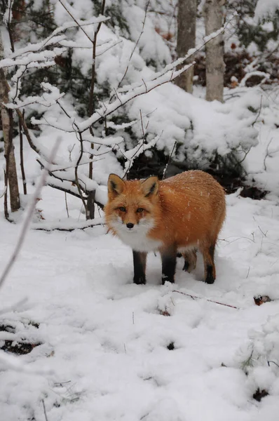 Głowa Red Fox Nakręciła Zbliżenie Lesie Sezonie Zimowym Swoim Środowisku — Zdjęcie stockowe