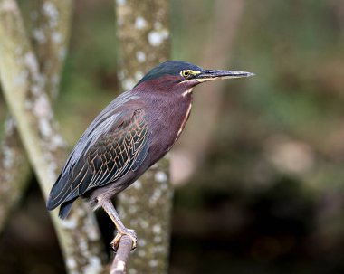 Yeşil balıkçıl kuşu mavi tüyleri, gövdesi, gagası, başı, başı, gözü, ayakları ve çevresinde bulanık bir arka planı olan bir dalın üzerine tünemişti. Green Heron stok fotoğrafları. 