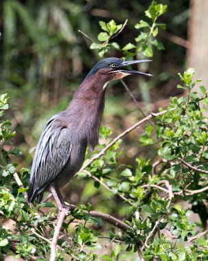 Yeşil balıkçıl mavi tüyleri, açık gagası, gövdesi, gagası, başı, gözü, ayakları ve çevresinde bulanık bir arka planı olan bir dalın üzerine tünemişti. Green Heron stok fotoğrafları. 