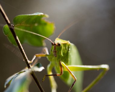 Katydid böceği, çevresi ve yaşam alanı konusunda bulanık bir geçmişe sahip bir ağaç dalında yakın plan profil görüntüsü oluşturdu. Katydid Stok Fotoğrafları. 