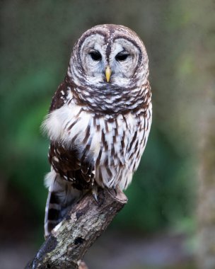 Baykuş yakın plan profil görüntüsü bulanık bir arkaplan ile kameraya bakıyor kahverengi tüylerini, tüylerini, gözlerini, gagasını, çevresindeki ve habitatındaki pençelerini gösteriyor. Baykuş Stok Fotoğrafları. Çubuklu Baykuş Resmi.