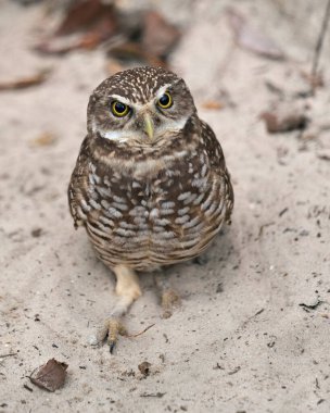 Baykuş Florida Kazıcı Baykuş yakın profil görüntüsü kameraya bakıyor, kum arka planı, kahverengi tüyleri, gagası, gözleri, ayakları ve doğal ortamında sergiliyor. Baykuş Stok Fotoğrafları. 