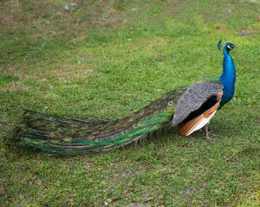 Tavuskuşu yakından profil görüntüsü, çevresindeki yeşil çimlerde yürüyen güzel renkli kuş ve kuyruğunu gösteren doğal yaşam alanı. Tavuskuşu Stoku Fotoğrafları.