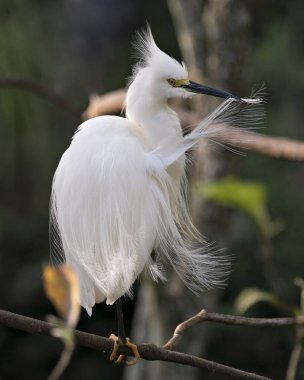 Karlı Egret, arka planda bulanık bir dala tüy, baş, gaga, göz, tüylü tüyler, çevresindeki ve habitatındaki sarı ayaklar gibi yakın plan profil görüntüsü yerleştirdi. Snow Egret Stok Fotoğrafları. Resim.