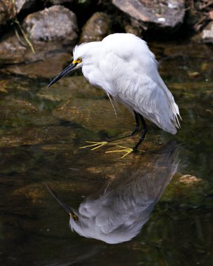 Sudaki Karlı Egret yakından profil görüntüsü beyaz tüyler, kafa, gaga, göz, tüylü tüyler, suda yansıyan sarı ayaklar, çevresinin ve habitatının tadını çıkarıyor. Karlı Akbalıkçıl Stok Fotoğrafları. 