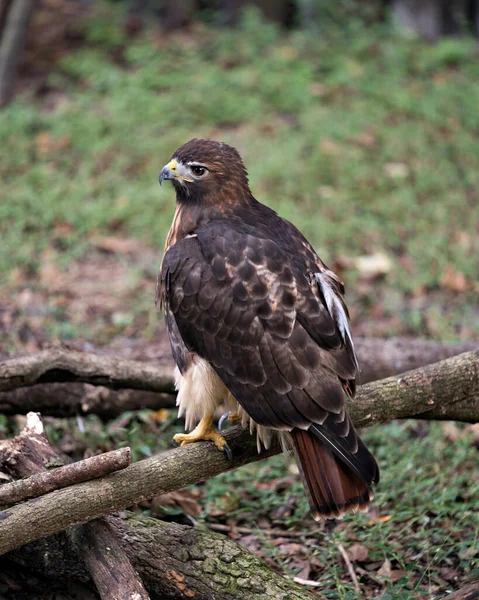 Hawk Nahaufnahme Profil Ansicht Hockt Auf Einem Ast Und Blickt — Stockfoto