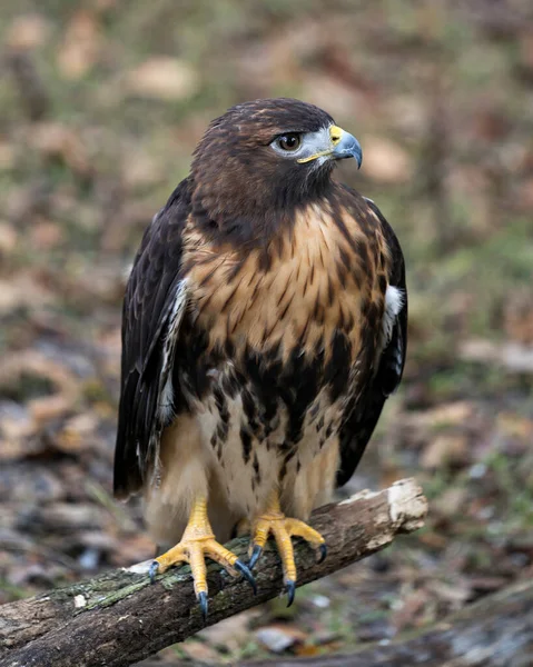 Hawk Close Profile View Perched Tree Branch Looking Camera Displaying — Stock Photo, Image