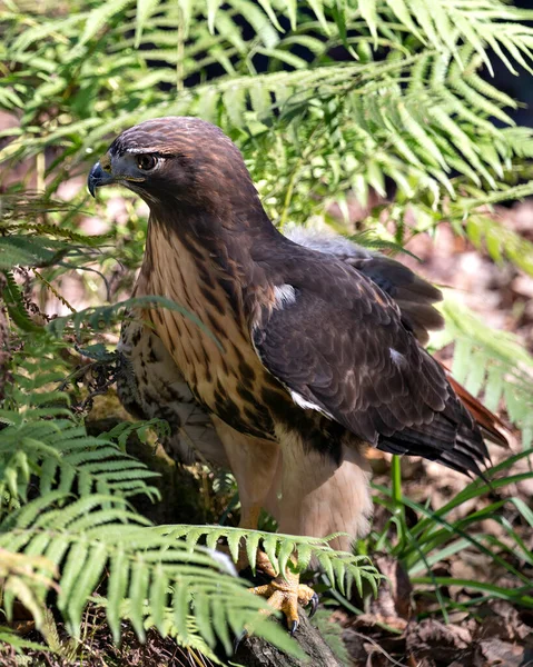 Hawk Close Profile View Perched Tree Branch Looking Camera Displaying — Stock Photo, Image