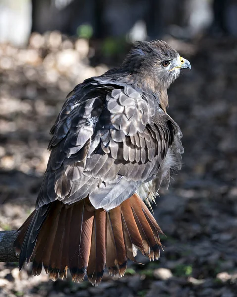 Visão Perfil Close Hawk Empoleirado Galho Árvore Olhando Para Câmera — Fotografia de Stock