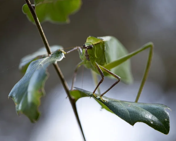 곤충은 환경과 서식지에 배경을 가지고 나뭇가지의 사진을 Katydid Stock Photos — 스톡 사진
